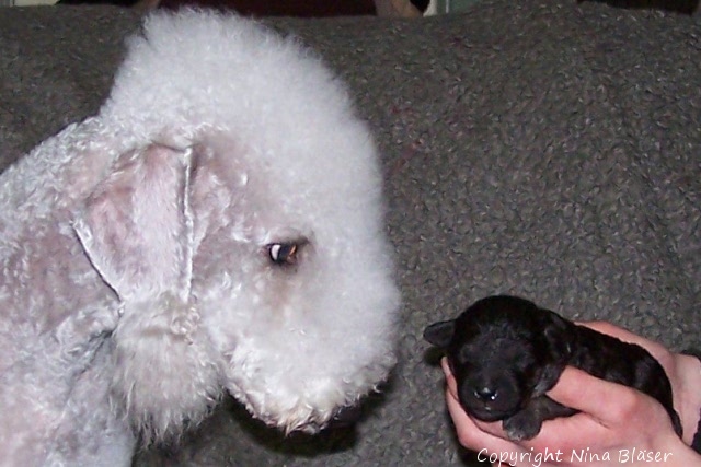 Svet & Arlequin 20012008-4.JPG